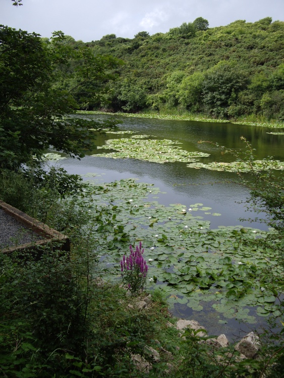 Lily ponds