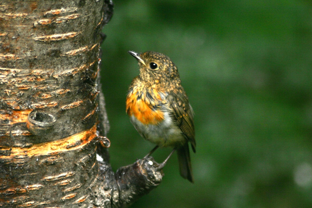 Juvenile Robin. photo by Roy Jackson