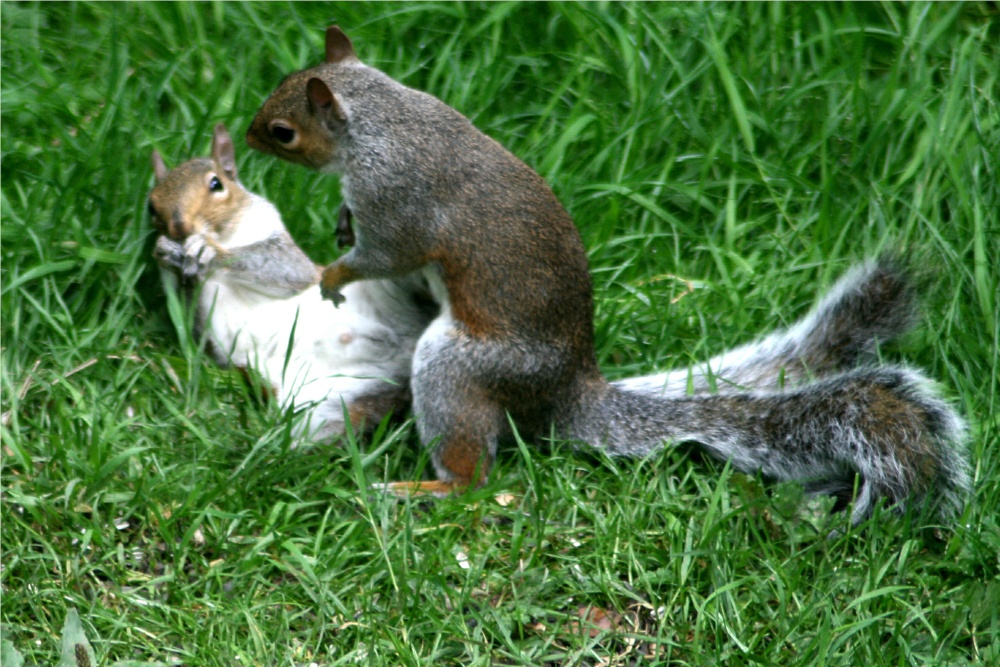 Squirrel Wrestling Match (5)