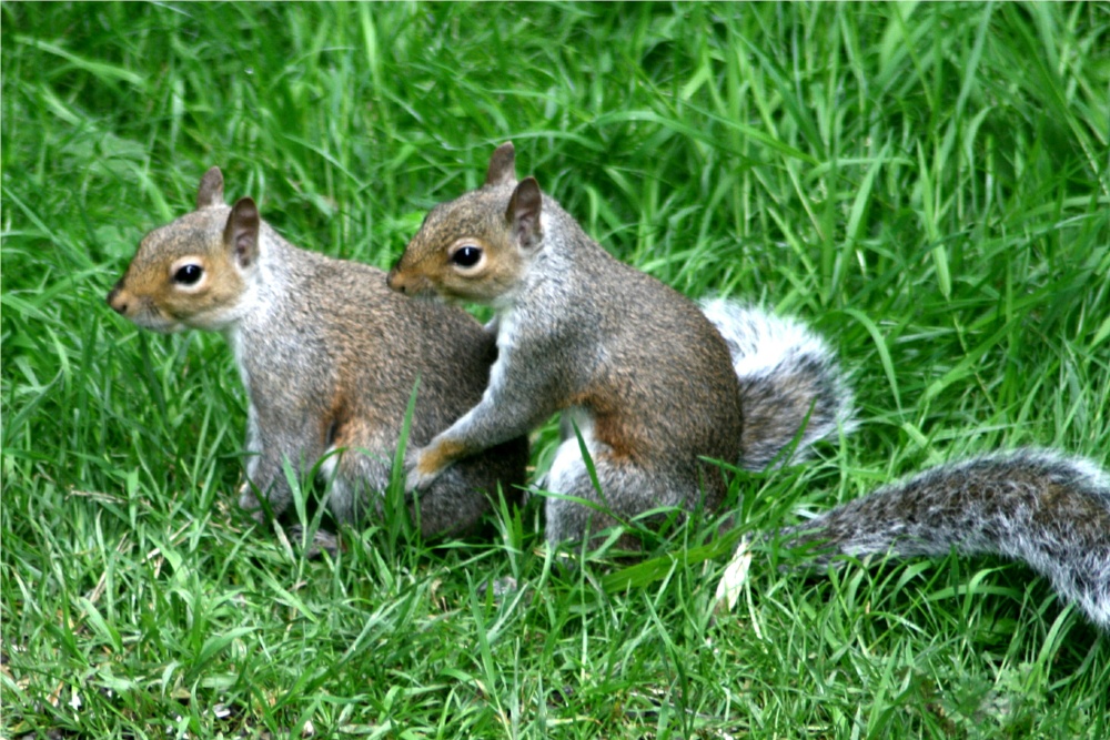 Squirrel Wrestling Match (7)