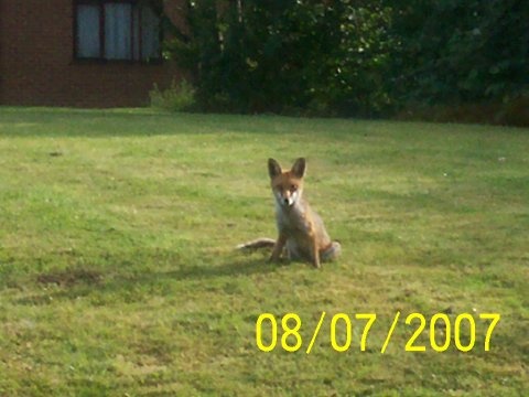 Photograph of Young fox waiting for breakfast