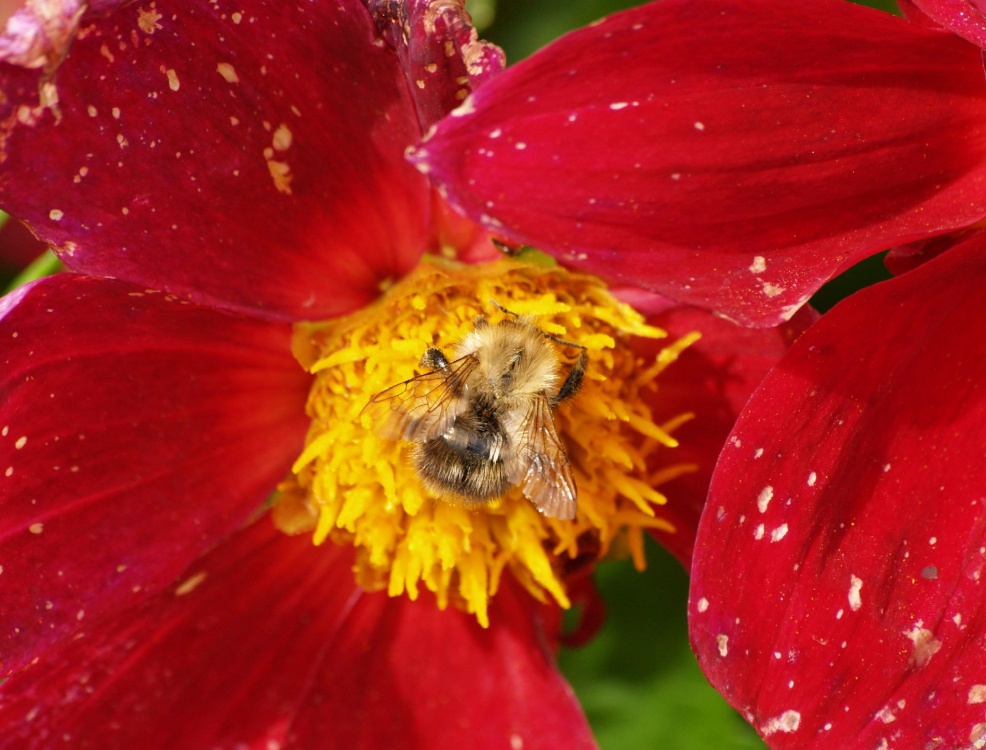 Bee and flower, Steeple Claydon allotments, Bucks.