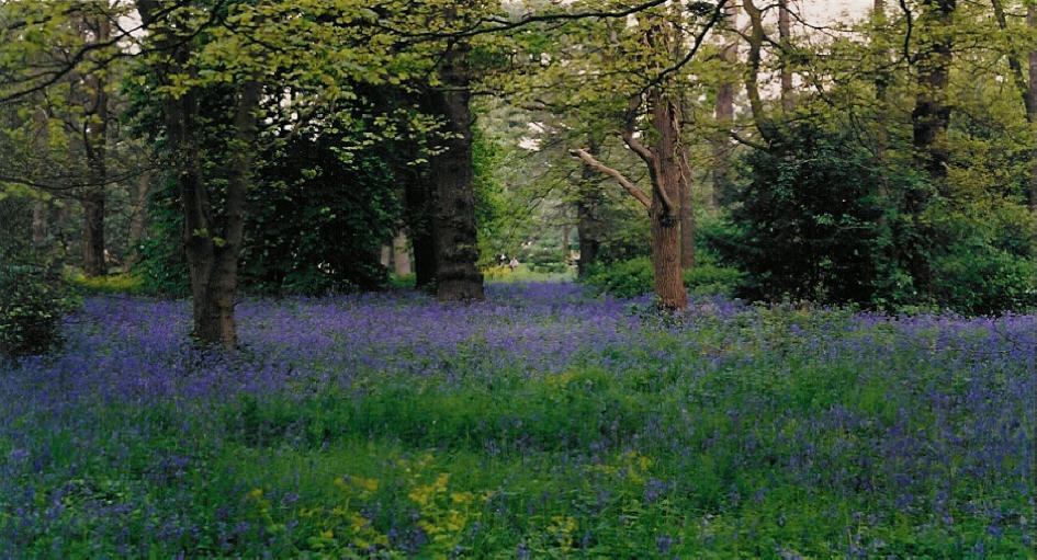 Bluebell Wood, Kew Gardens
