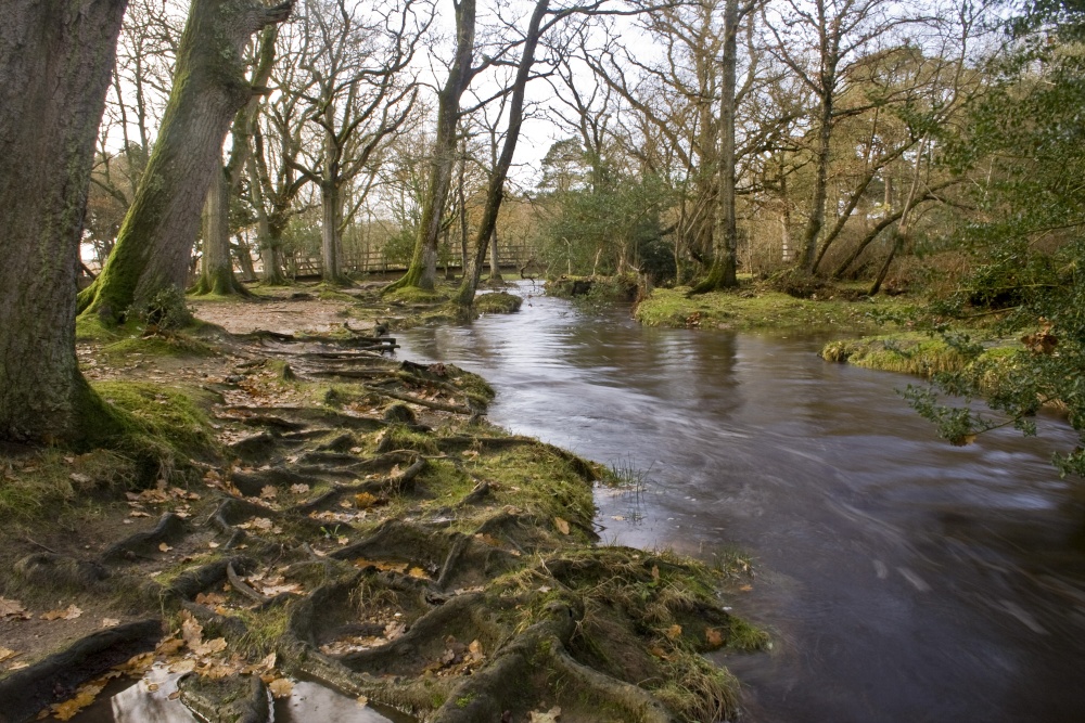 New Forest,Hampshire