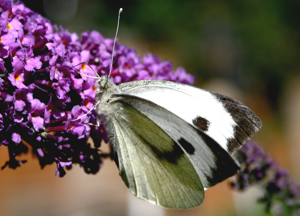 Butterflies-Large White.
