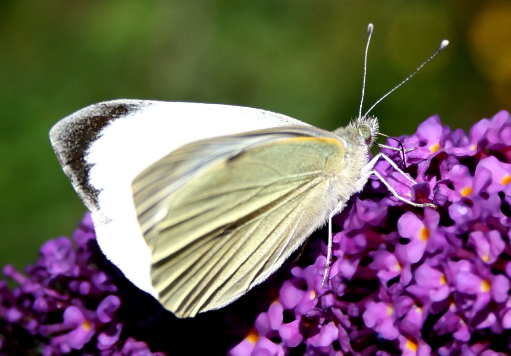Butterflies-Small White.