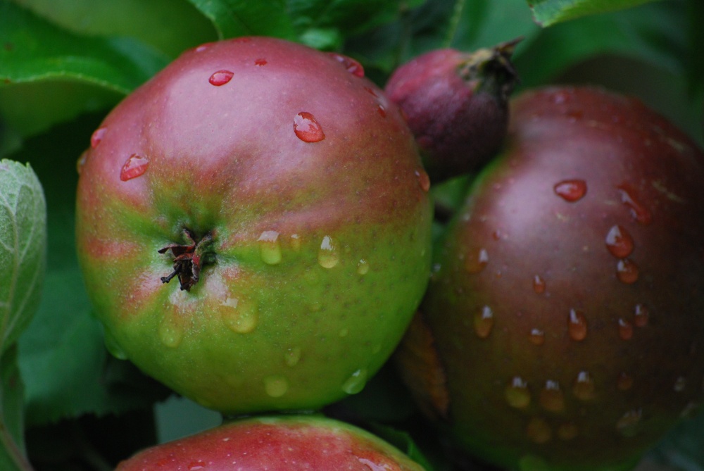 Apples in the garden at Moseley Old Hall photo by Stephanie Jackson