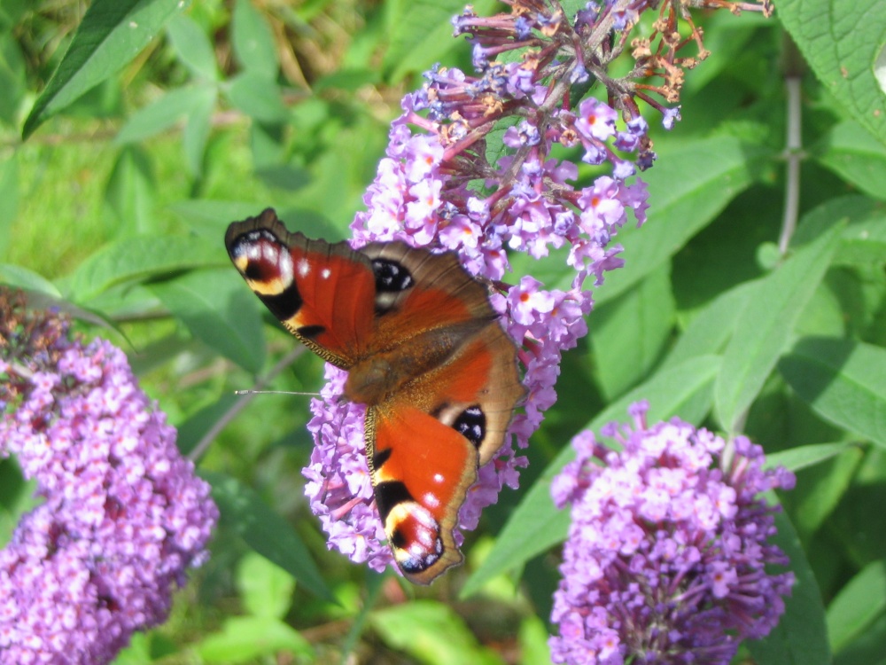 Peacock Butterfly