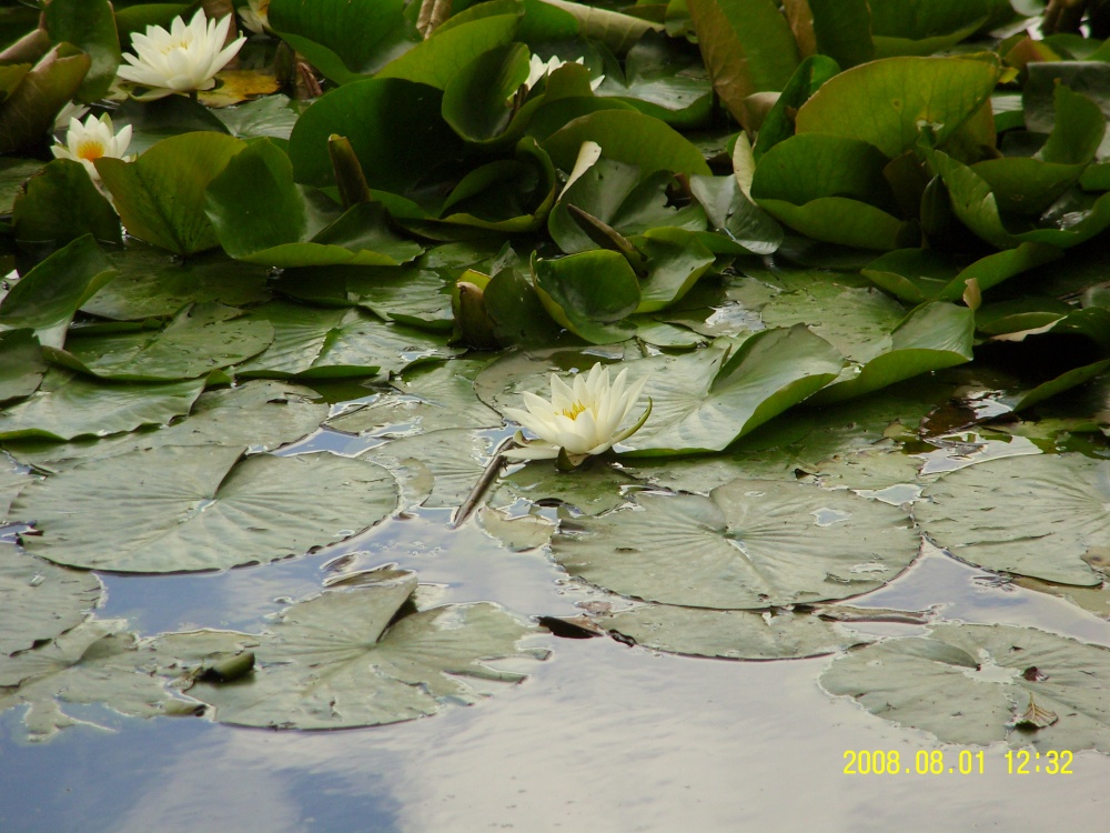 Wild flower photo by Barbara Whiteman