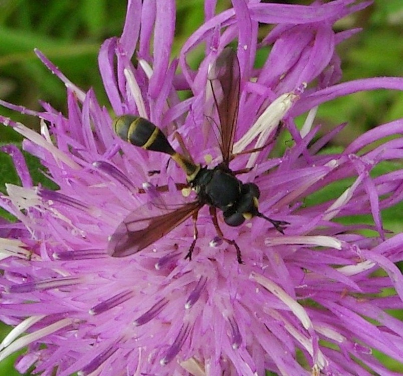 Wild Life photo by Barbara Whiteman