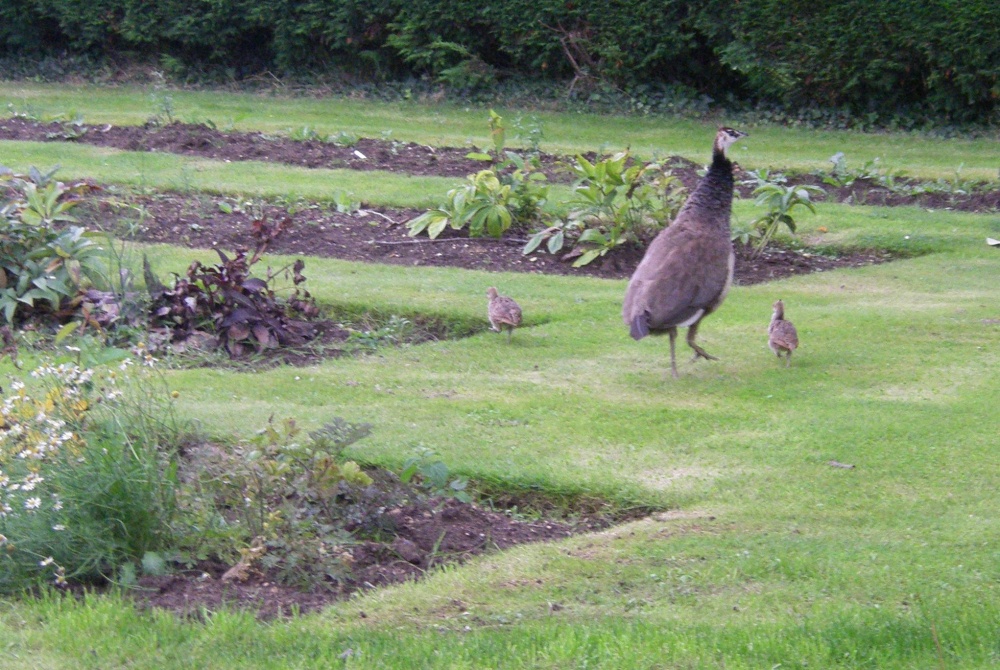 Victorian Walled Garden