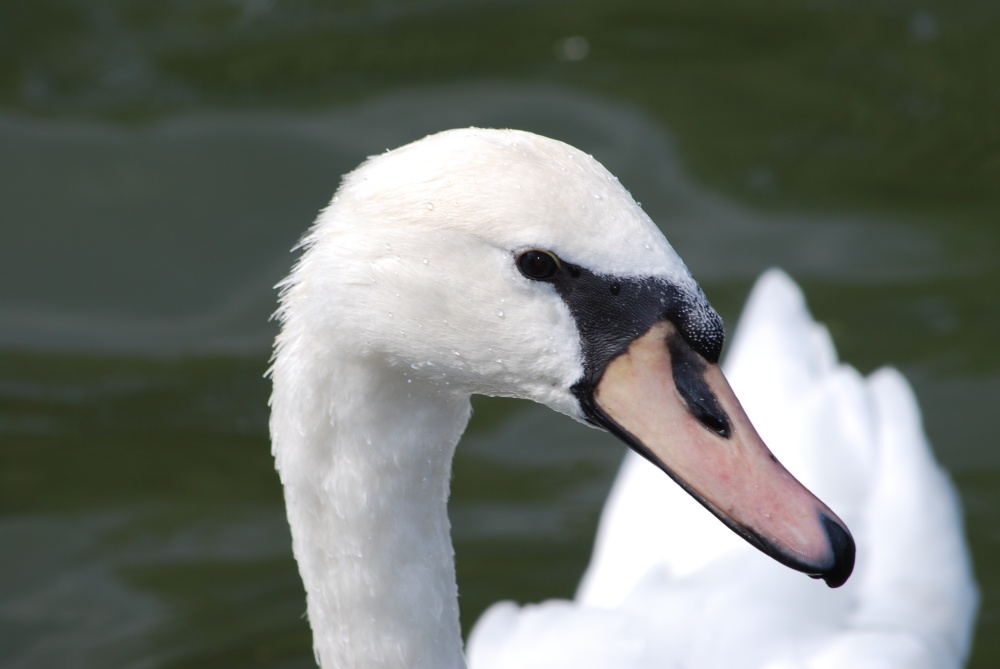 Swan