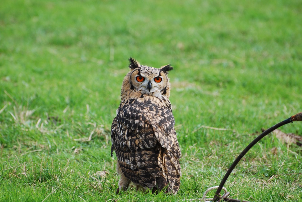 Eagle Owl