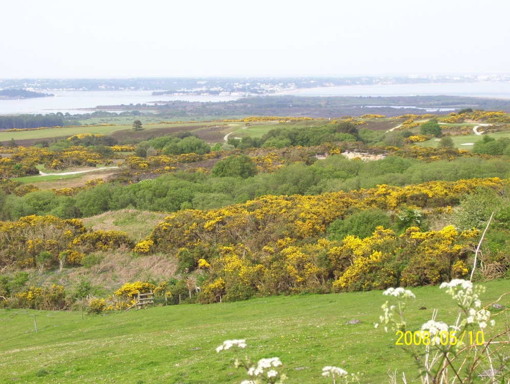 Gorse on Dorset countryside