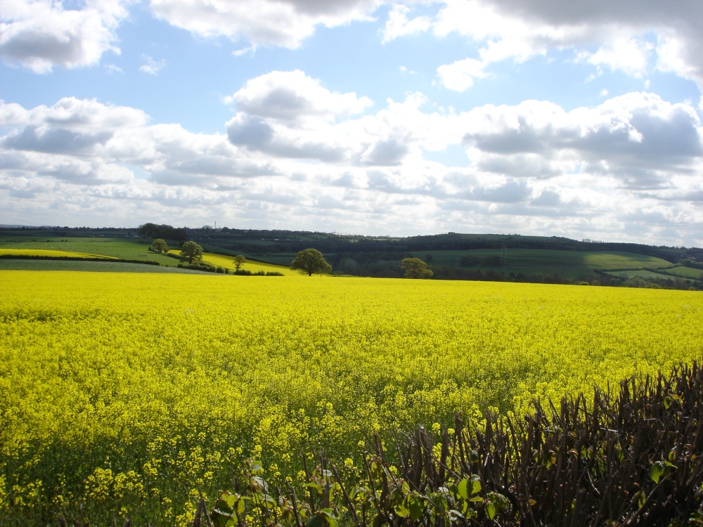 Yellow field on the way from Cawthorne to Silkstone village