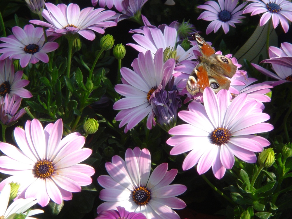 Photograph of Butterfly on Osteospermum