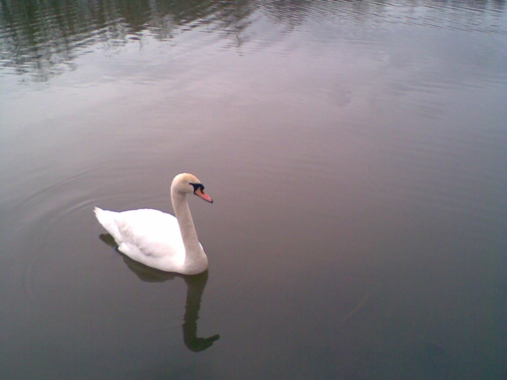 Photograph of Swan