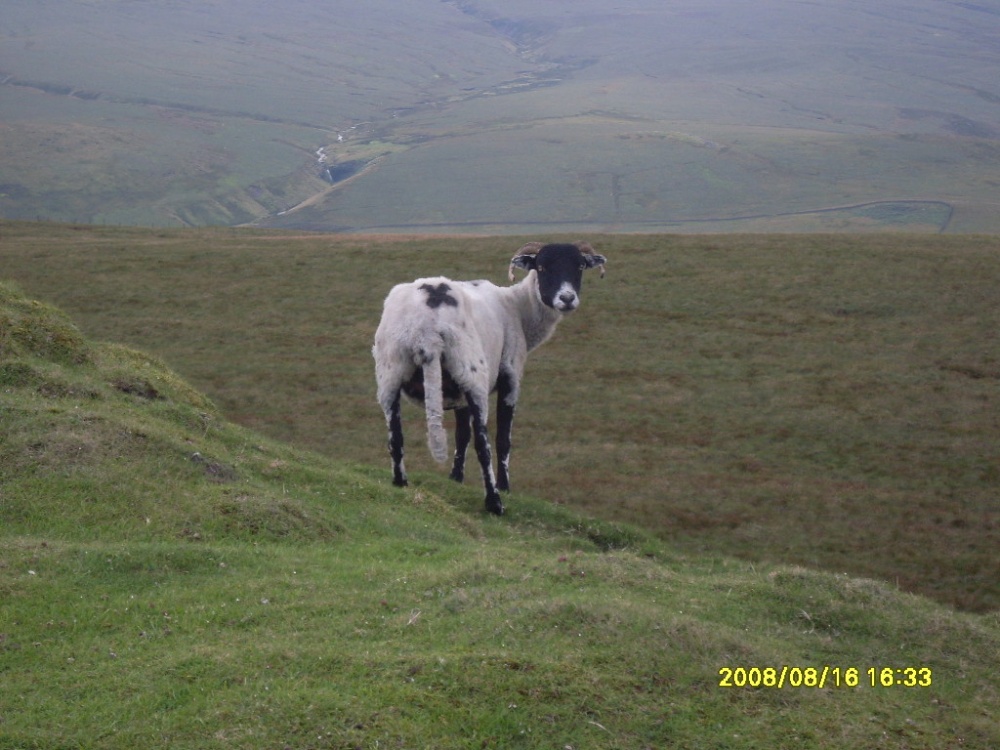 Ram near Tan Hill photo by Mr Kevin Maughan