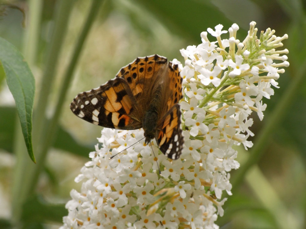 Painted Lady butterfly, Steeple Claydon, Bucks.