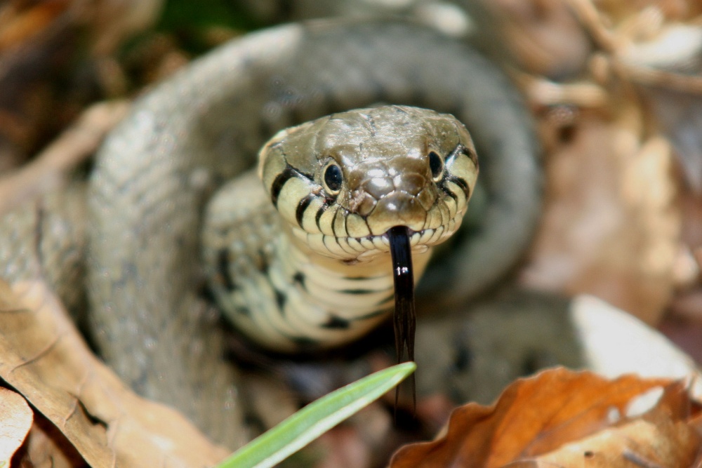 Grass Snake in the New Forest