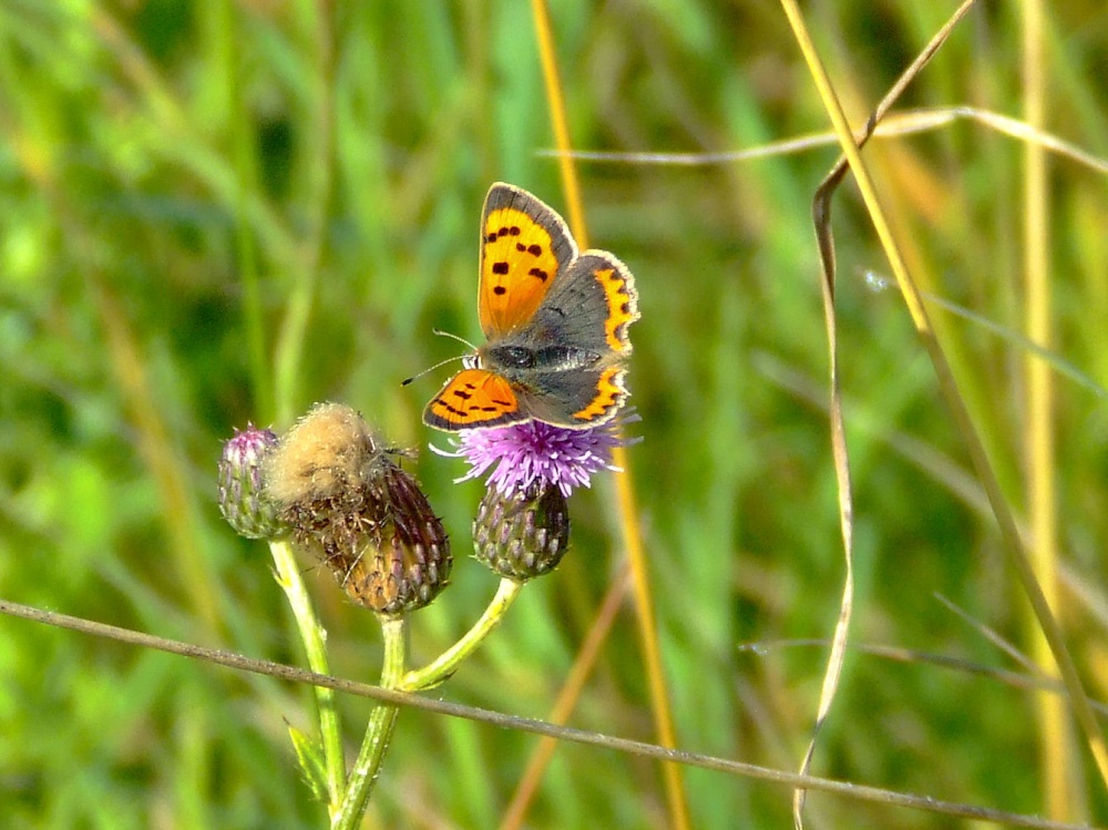 Small copper butterfly....lycaena phlaeas