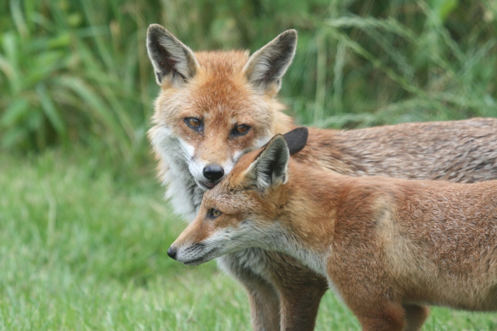Foxes in the New Forest photo by Roger Hatley