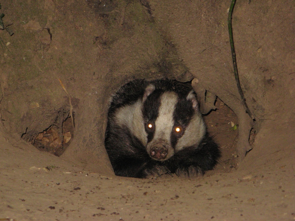 Badger in the New Forest photo by Roger Hatley