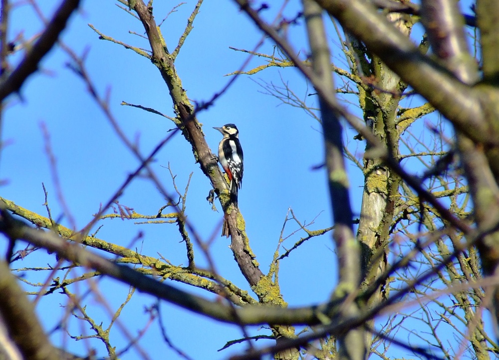 Great spotted woodpecker....dendrocopus major
