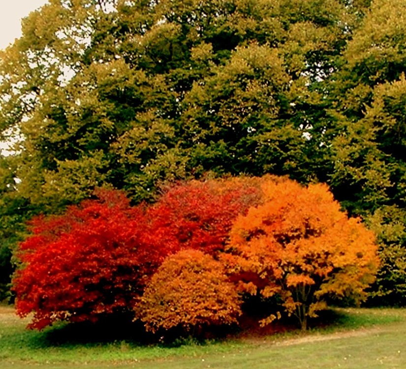 Photograph of Autumn Leaves in All their Glory