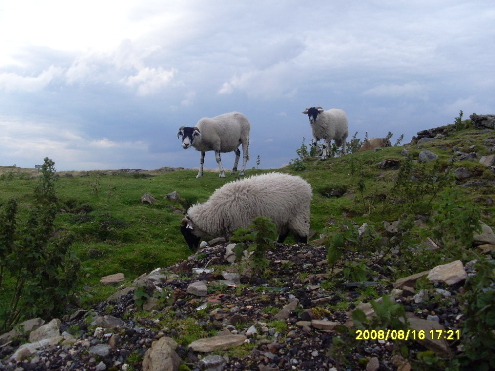 Rams at Tan Hill photo by Mr Kevin Maughan