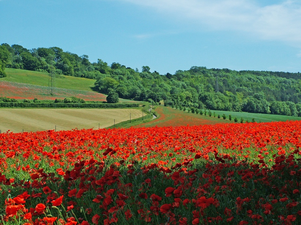 Photograph of Poppy Fields at Luddesdown