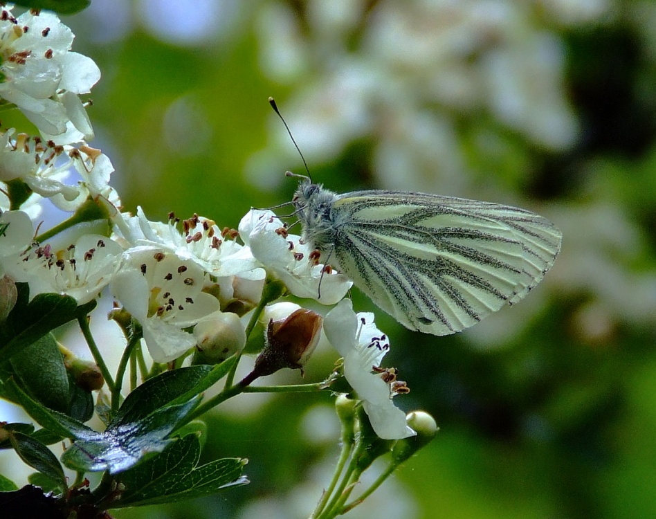 Photograph of Green-veined white butterfly.......artogeia napi