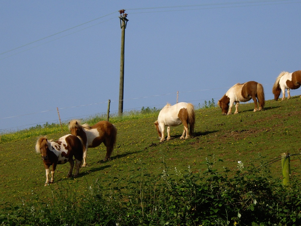 Photograph of Shetland ponies at Malborough
