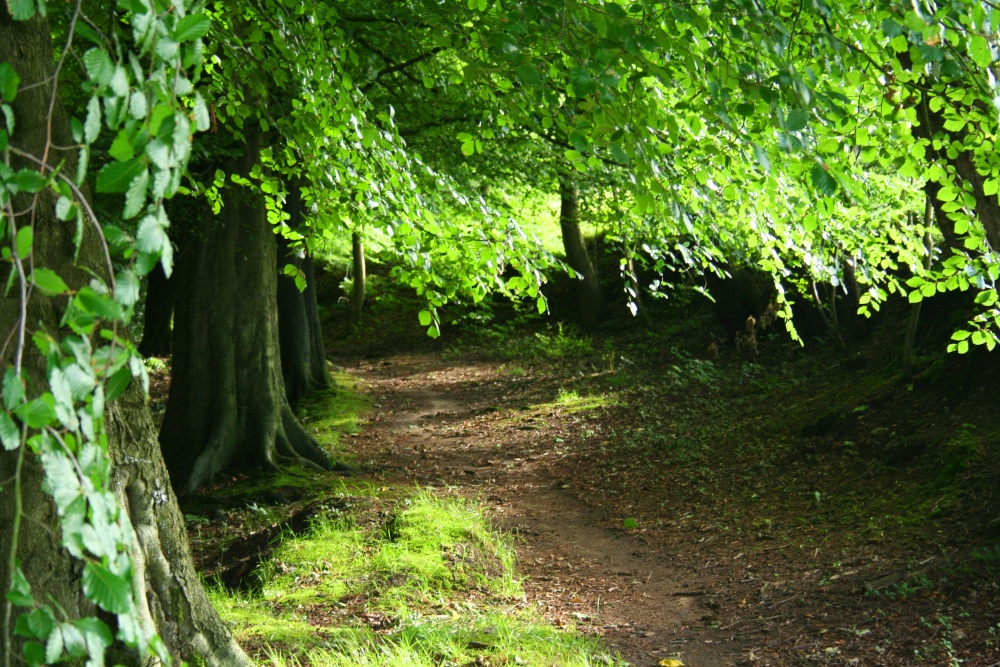 Woods at Knowle Green