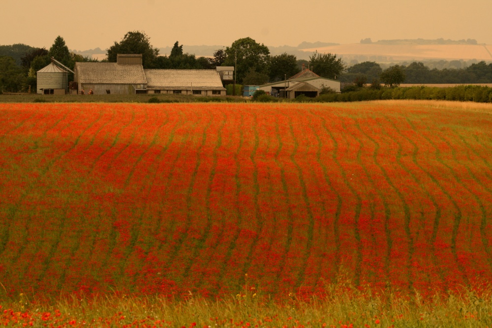 Photograph of Field of Dreams (Poppies)
