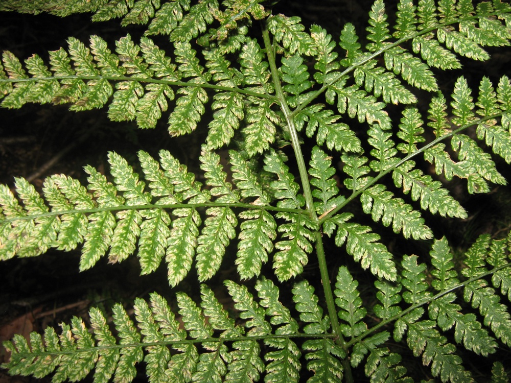 Ferns in Haigh hall