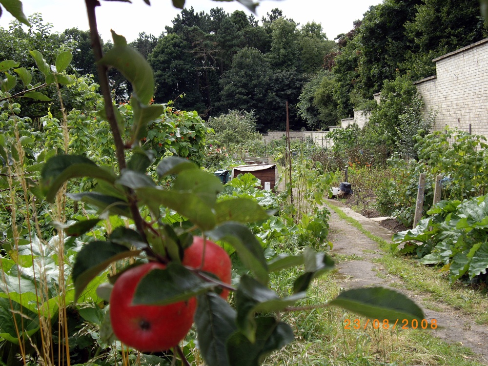 The Allotments