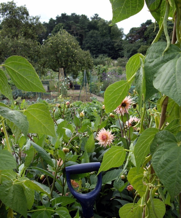 The Allotments