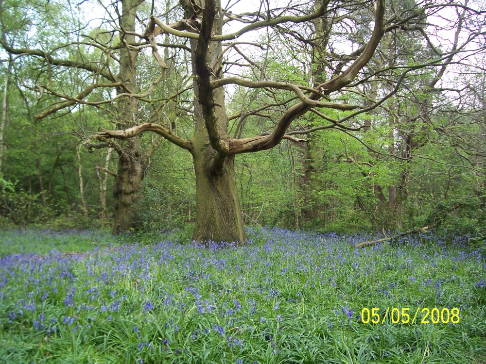 Bluebells
