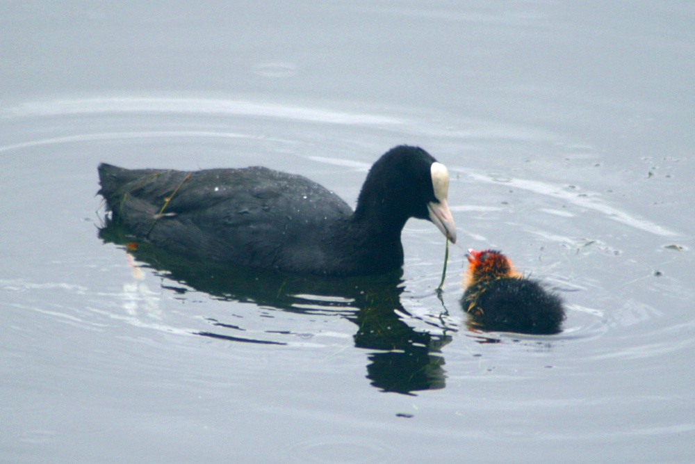 Coot and Chick.