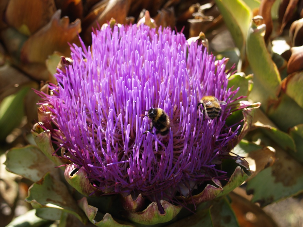 Photograph of Bees' Delight