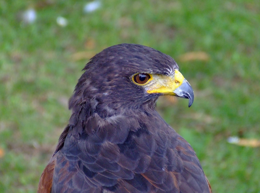 Beautiful bird of prey