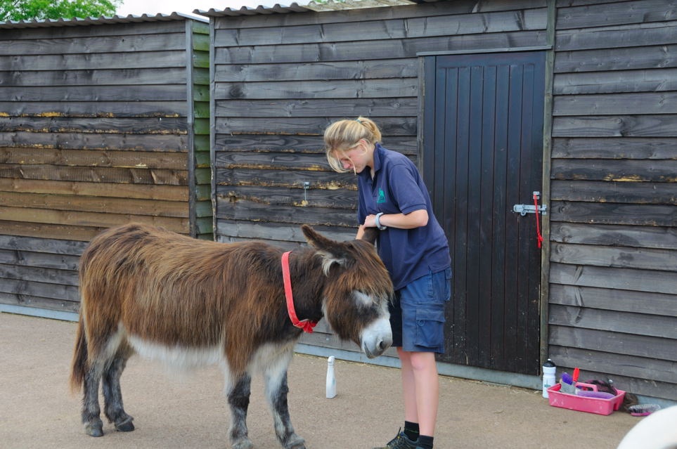 Donkey Sanctuary - Sidmouth photo by David Thomas