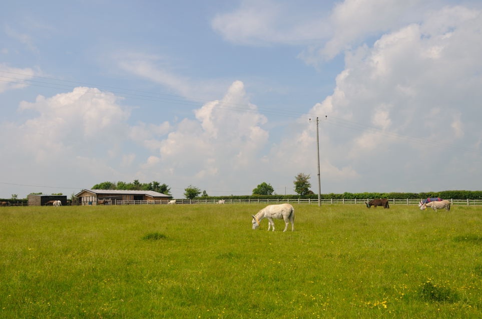 Donkey Sanctuary and field photo by David Thomas