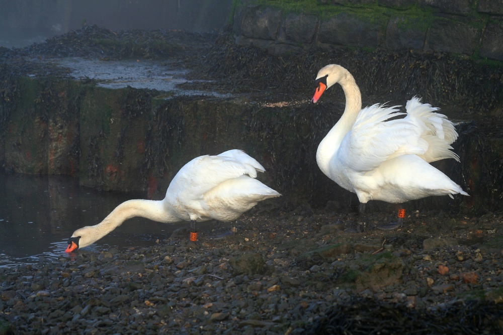 Swans at Keyhaven