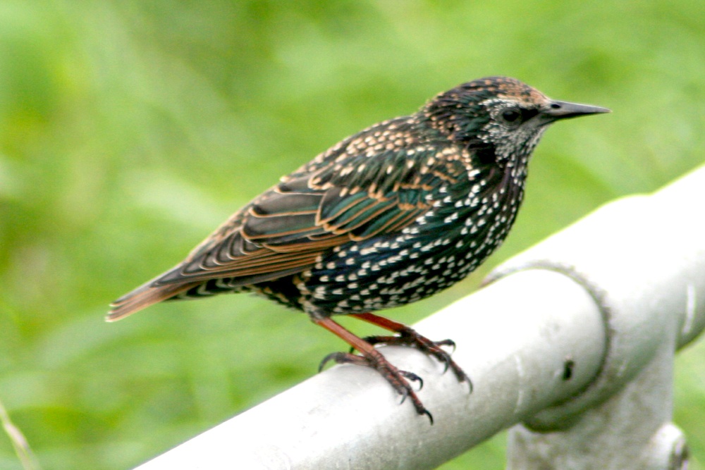 Juvenile Starling.
