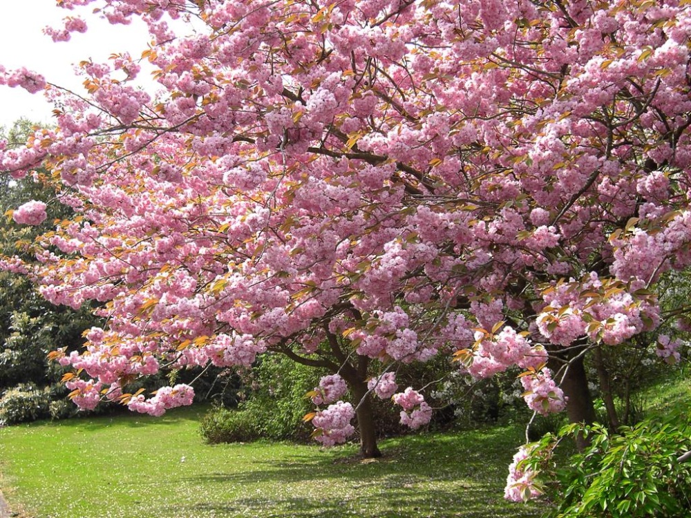 Photograph of Cherry Tree