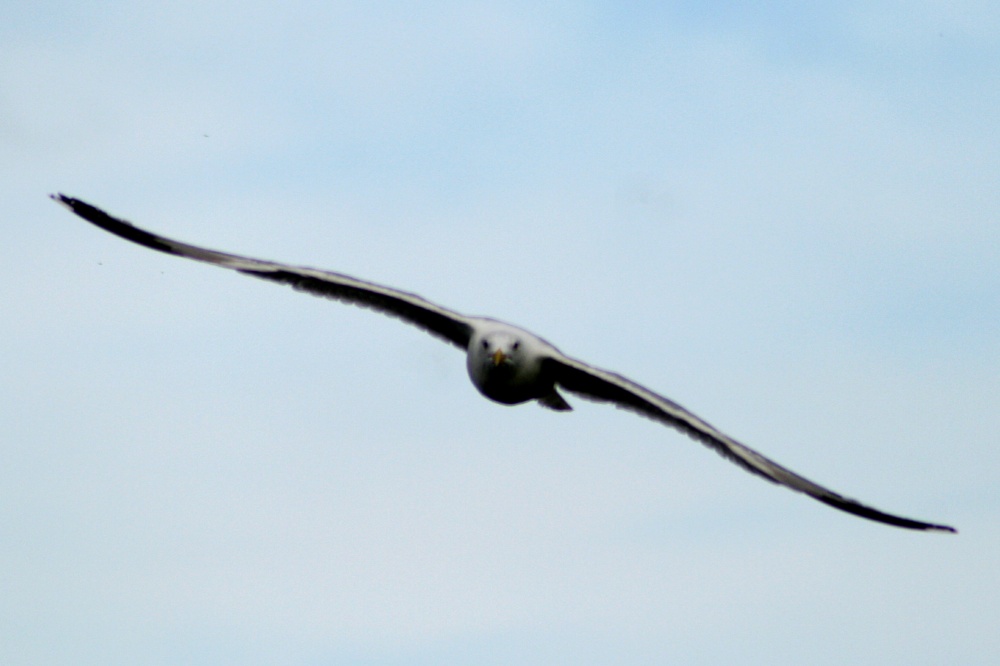Incoming, a Herring Gull on final approach.