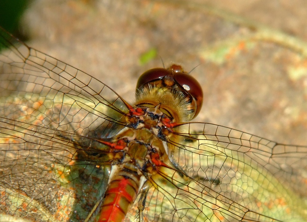 Photograph of Common darter dragonfly......sympetrum striolatum