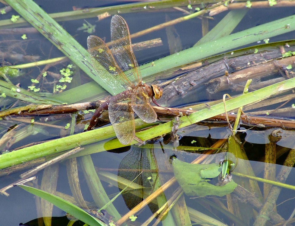 Photograph of Brown hawker dragonfly (female).....aeshna grandis